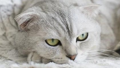 九州娱乐|篮球赛事v3.1.6